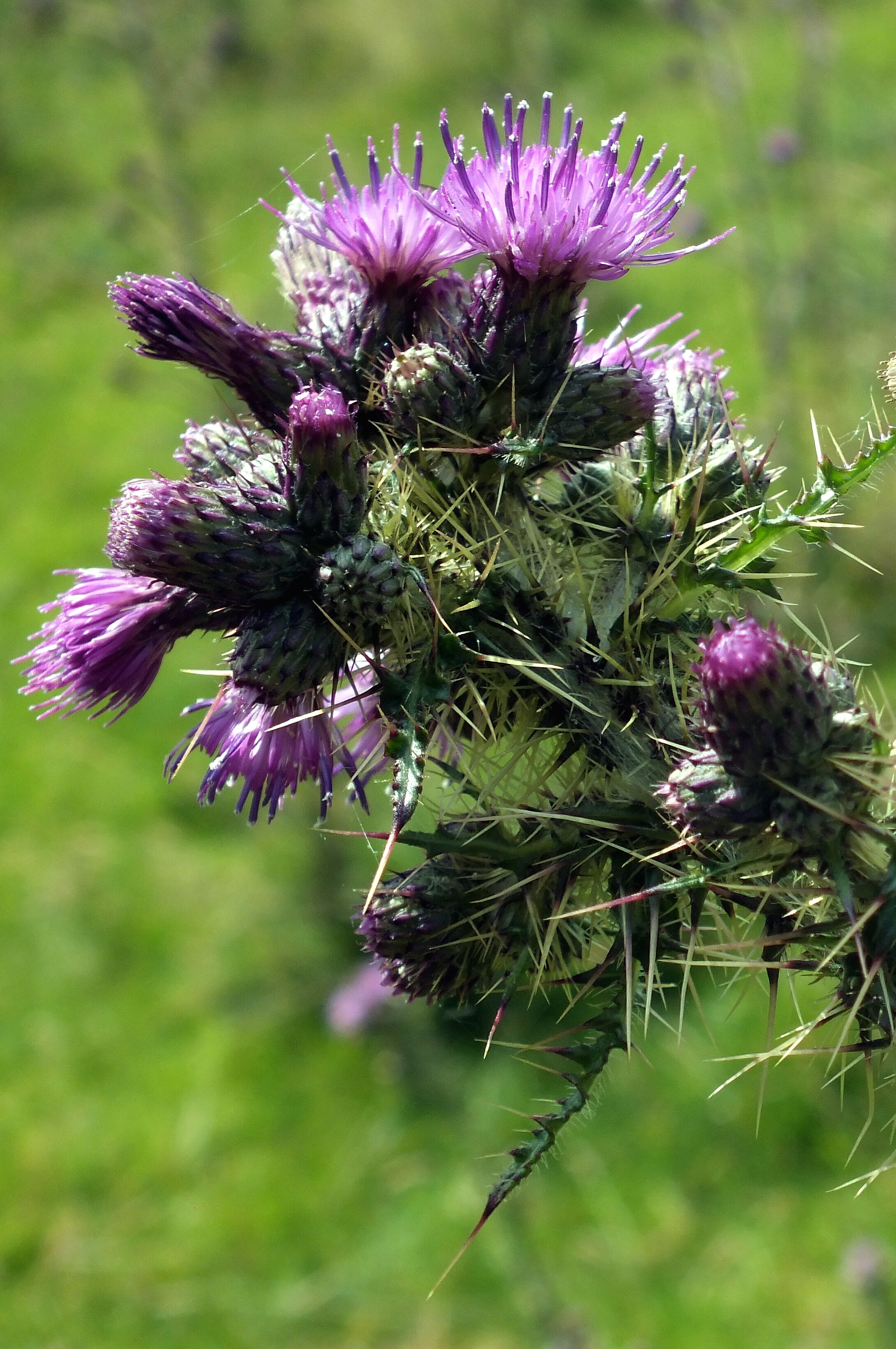 THISTLE HEAD Bill Bagley Photography